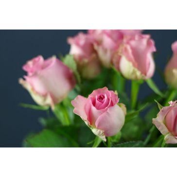 Roses Revival