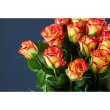 Roses Outlaw