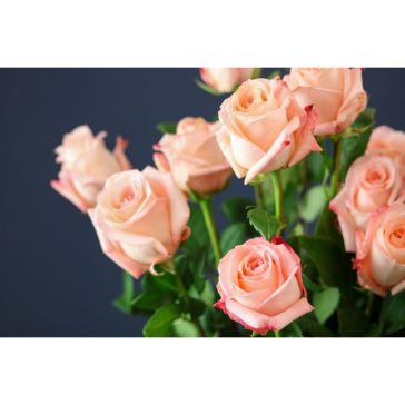 Roses Lovely Dolomiti