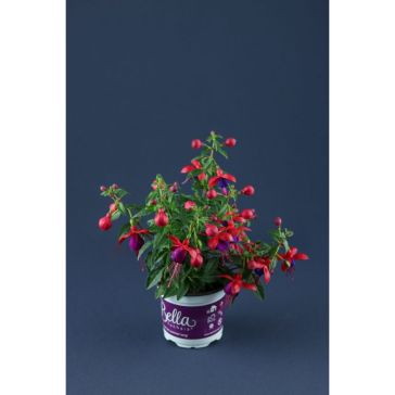 Fuksija p14 (Fuchsia)