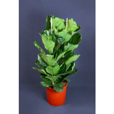 Fikuss 120cm (Ficus Lyrata)