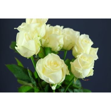 Roses Avalanche