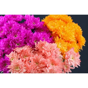 Chrysantemum Baltica krāsota mix