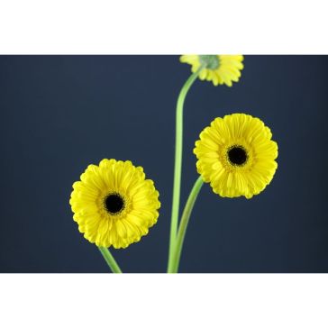 Gerbera Don Leo