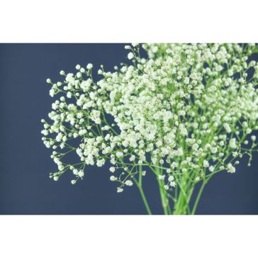 Gypsophila Excellence