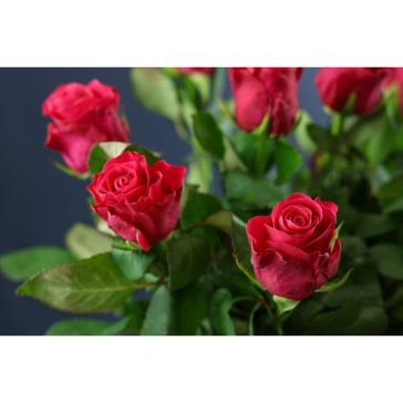 Roses Tacazzi