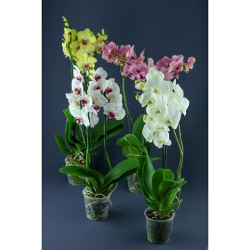 PHALAENOPSIS 3 kāti