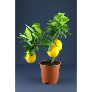 Citronkoks p20cm h 70cm (Citrus Lemon)