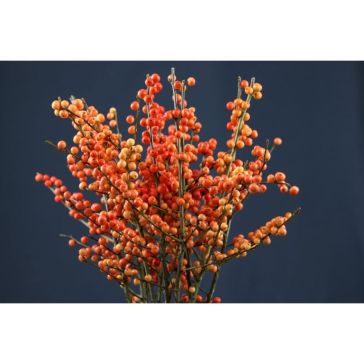 Ilex Orange