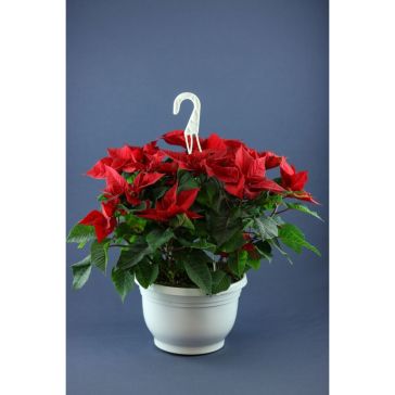 Poinsetia
