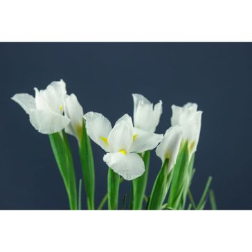 Iris Casablanca
