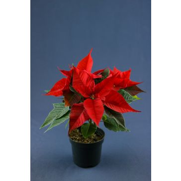 Poinsetia p10 sarkana