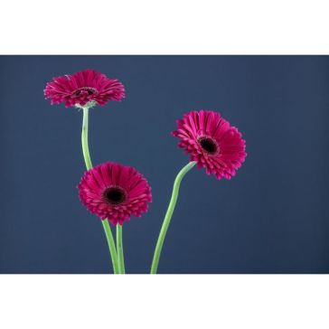 Gerbera Aladin