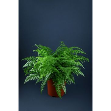 Asplenium Nidus