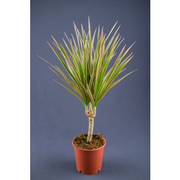 Dracēna p12 (Dracaena Bicolor)