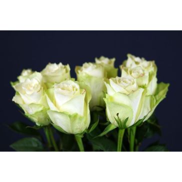 Rozes Athena