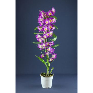 Orhideja Dendrobija Violeta (Dendrobium Nobile Purple)