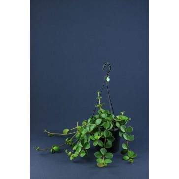 Peperomia p17