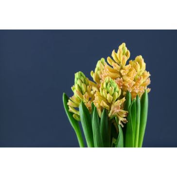 Hyacinthus Orange
