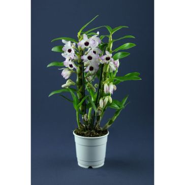 Orhideja Dendrobija (Dendrobium Nobilis)