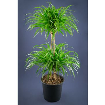 Dracēna 100cm (Dracaena Reflexa)