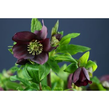 Helleborus Queens Red