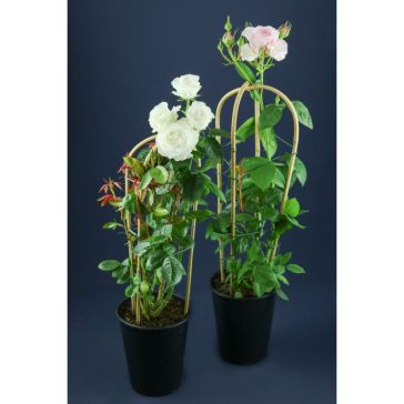 Roses p19cm outdoor