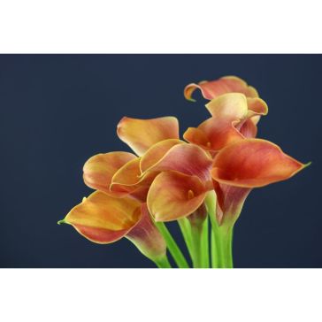 Calla Lady Marmelade