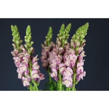Antirrhinum Lavender