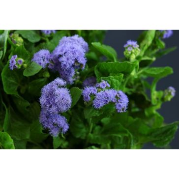 Ageratum
