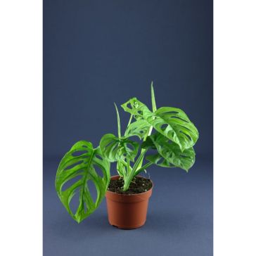 Monstera p12 (Monstera Obliqua/Monkey Leaf)