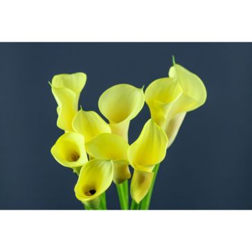 Calla