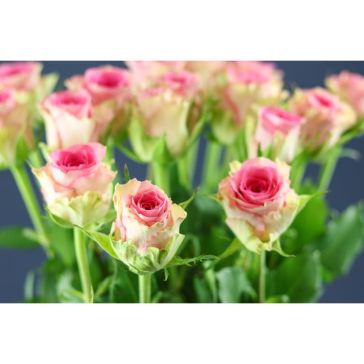 Roses Times Square 50 cm