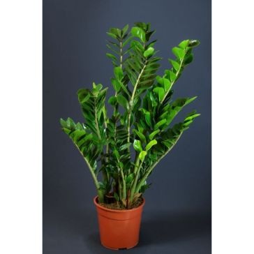 Zamioculcas