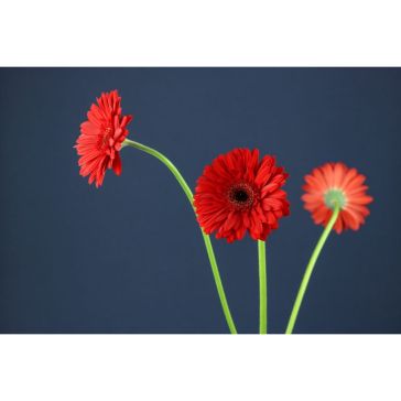 Gerbera Barones