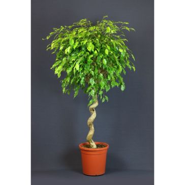 Fikuss 150cm (FICUS BENJAMIN EXOTIC SPIRAL)