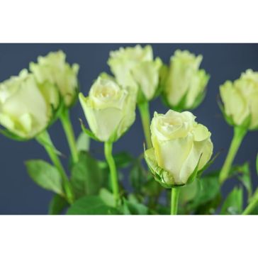 Rozes Athena