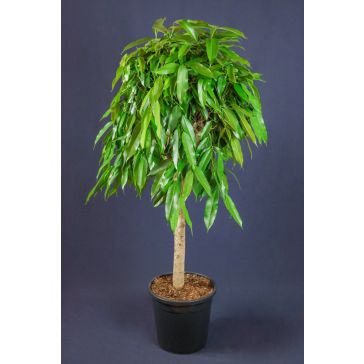 FICUS AMSTEL KING 140cm