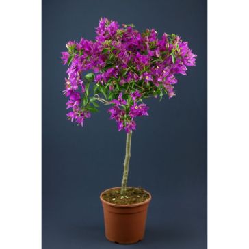 Bougainvillea Stam