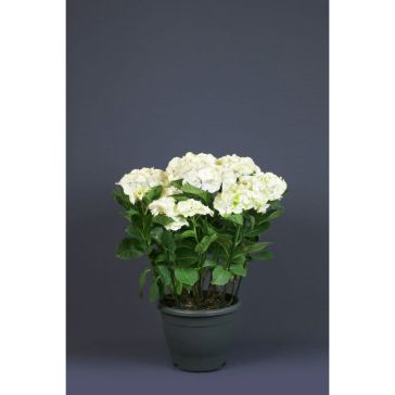 Hydrangea HORTENSIA p15 balta
