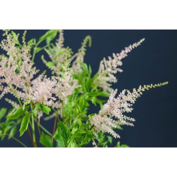 Astilbe Pink