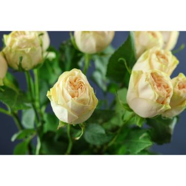 Roses Wedding Rose