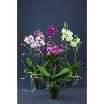 Orhidejas Phalaenopsis Multiflora 2 kāti