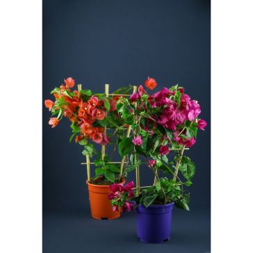 Bougainvillea