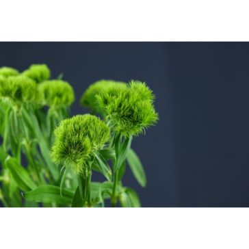 Dianthus Green Wicky
