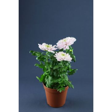 CHRYSANTHEMUM 3pp MIX