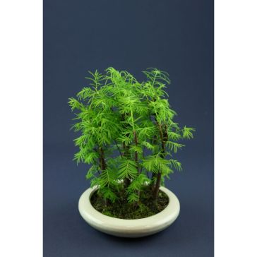 Bonsai Outdoor