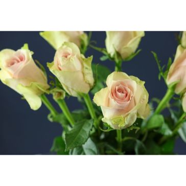 Rozes Pink Athena