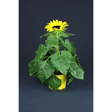 Sunflower "Helianthus"
