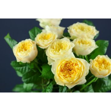 Rozes Vuvuzela Golden